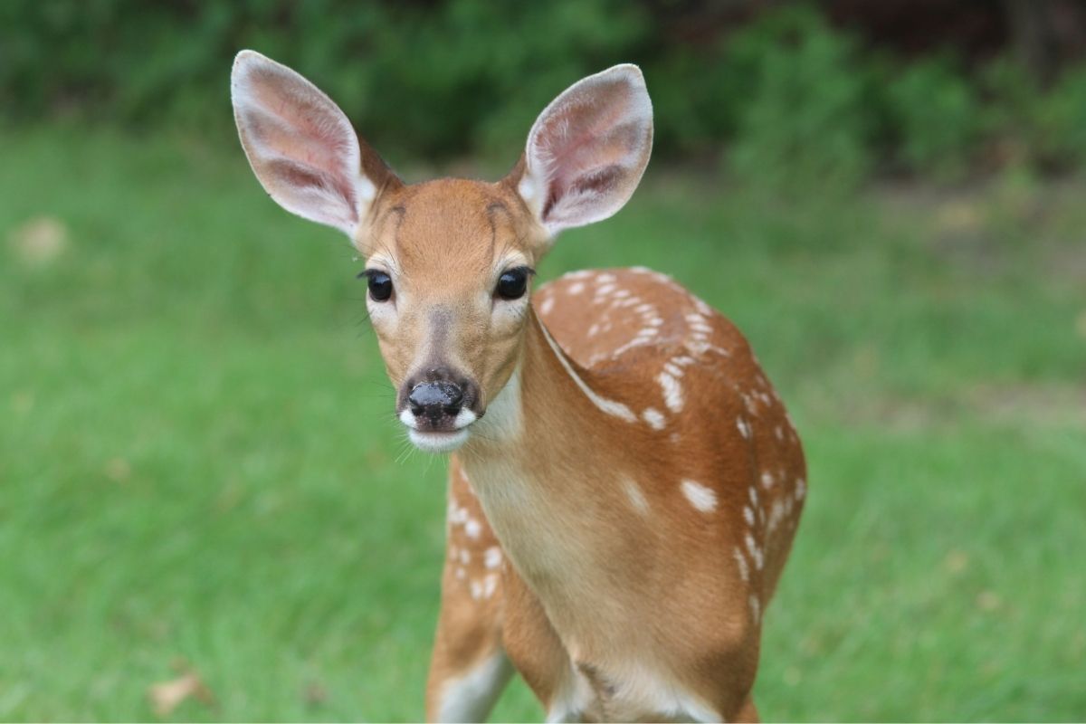 Interesting Animal Facts About Deer