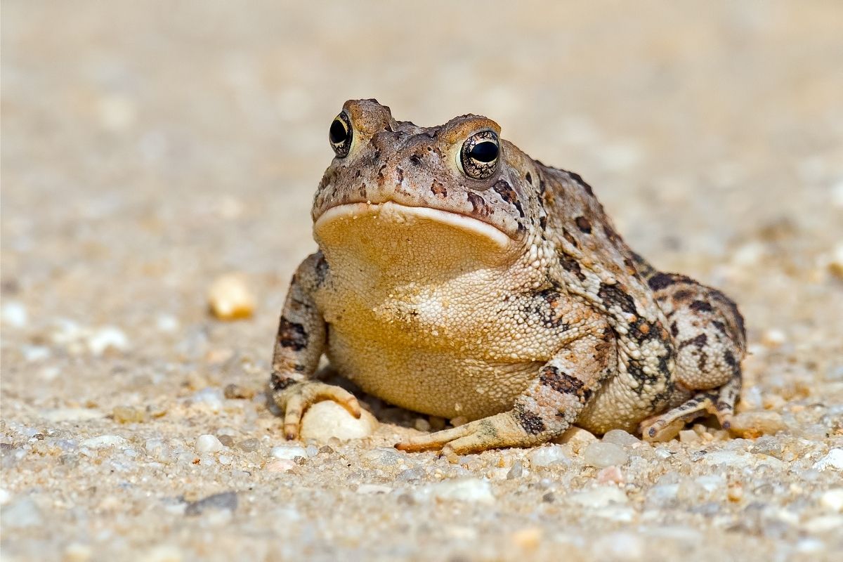 What Do Toads Eat