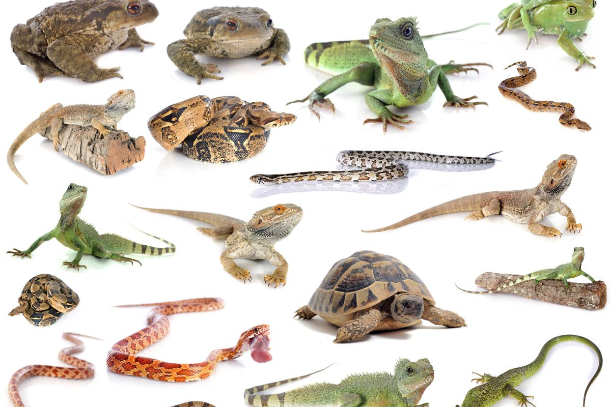 Amphibians And Reptiles