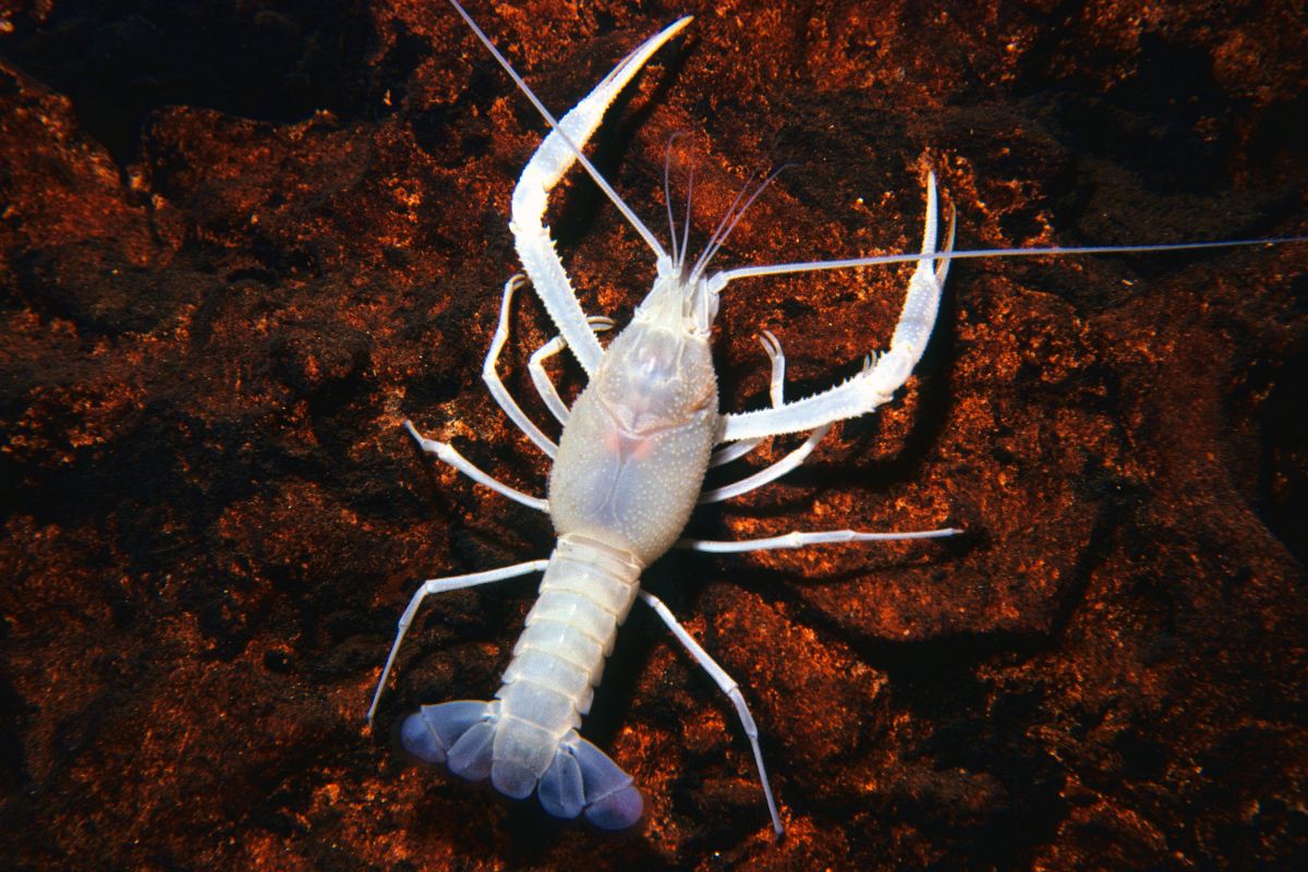 Cave Crayfish