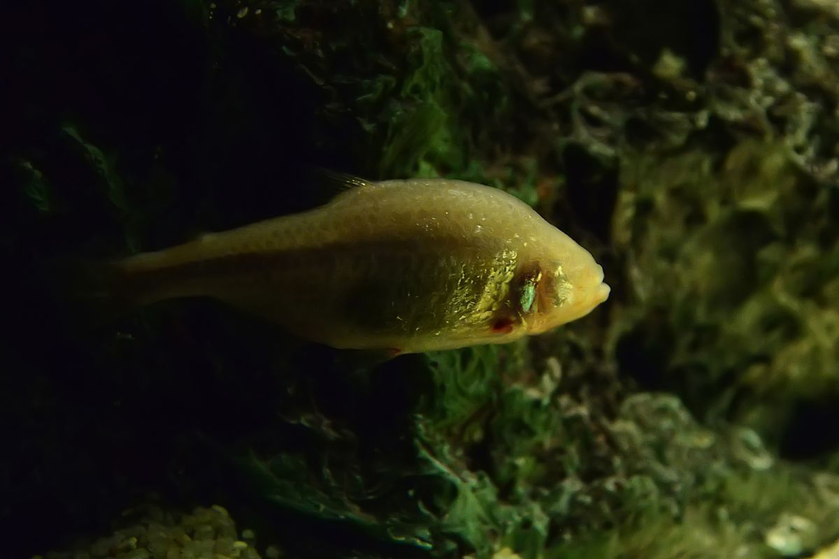 Cave Fish