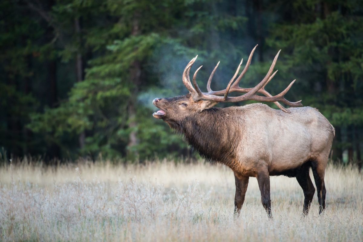 Elk