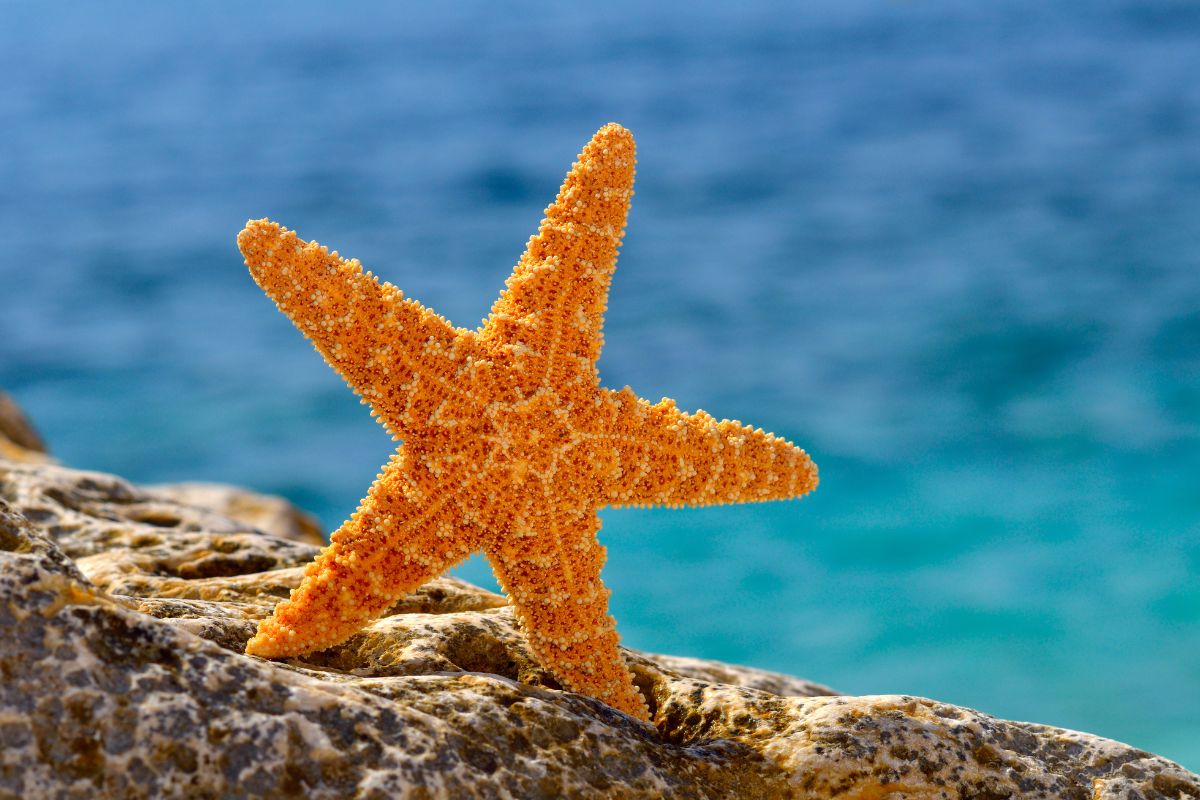 Understanding Basic Starfish Diet