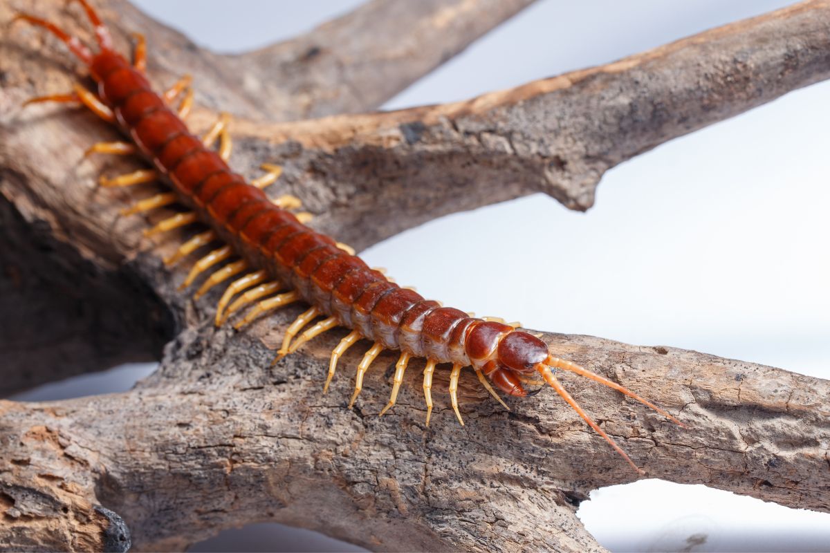 What Do Centipedes Eat?