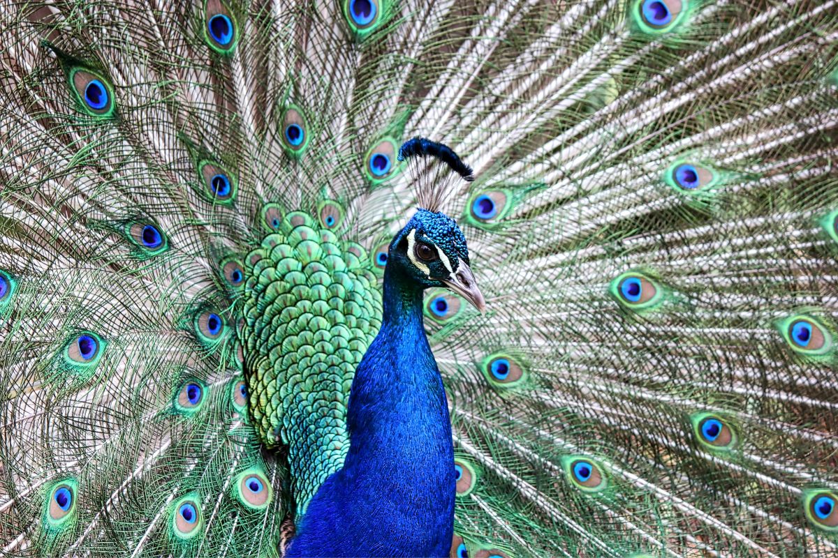 What Food Do Wild Peacocks Eat?