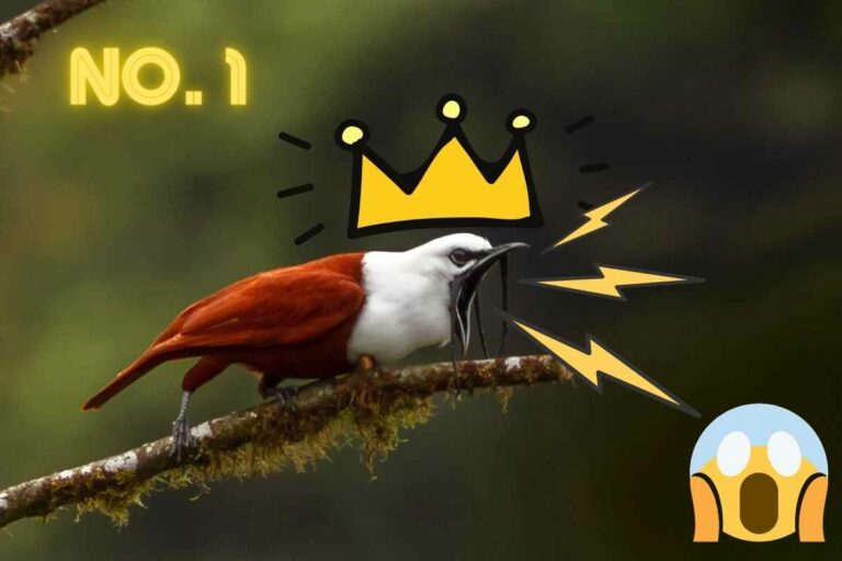 The Noisiest Bird In The World (up to 125 db!)